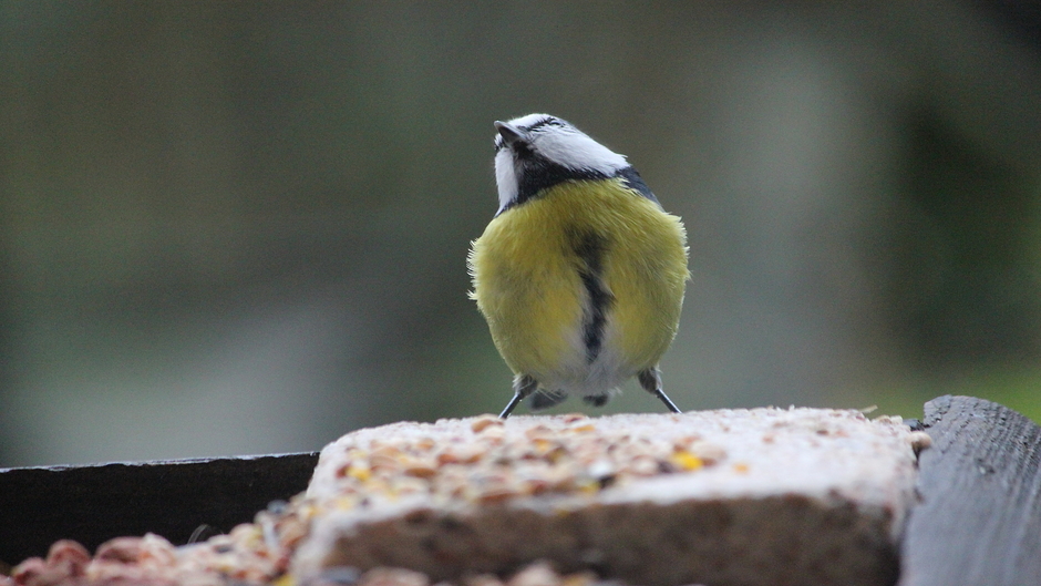 Grijs en nat vandaag....vogels genieten van het voer