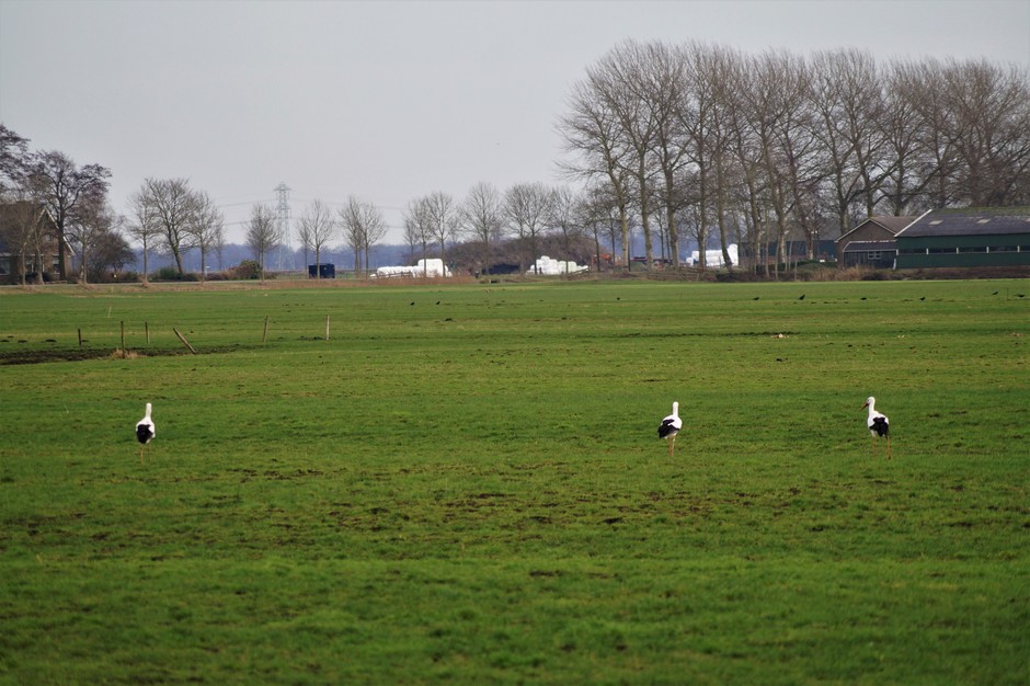 Ooievaars in Friesland
