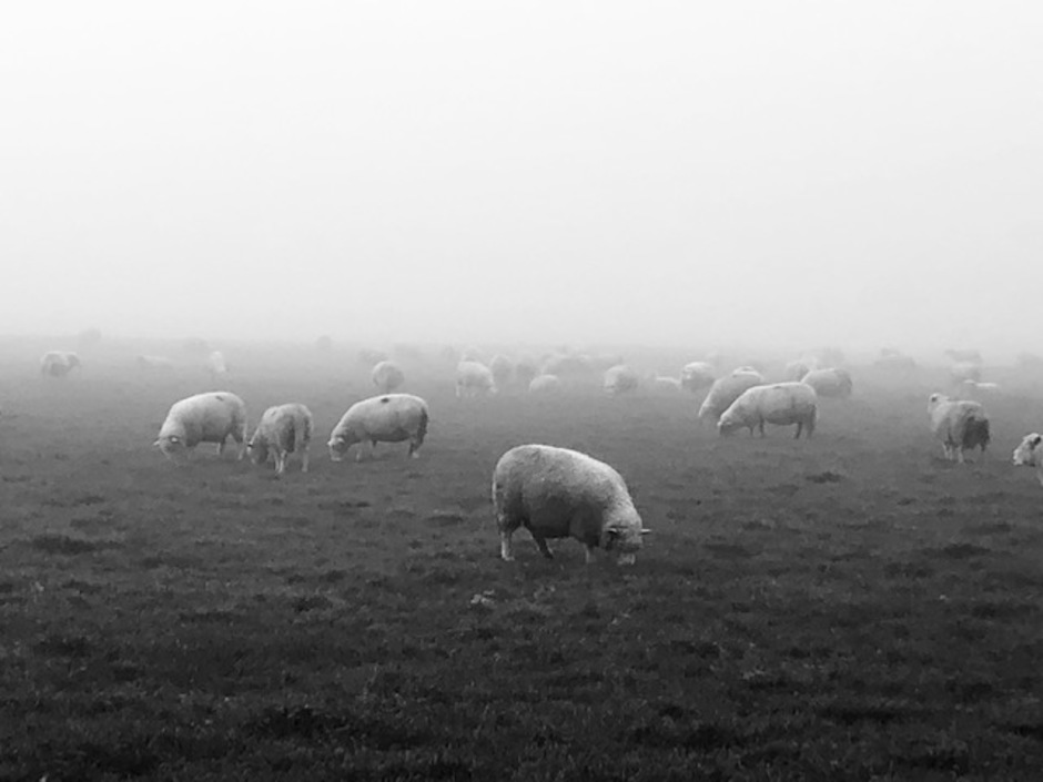 Mist in Limburg