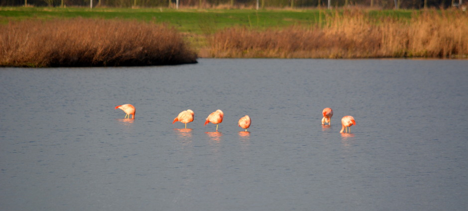 Flamingo's in het weiland