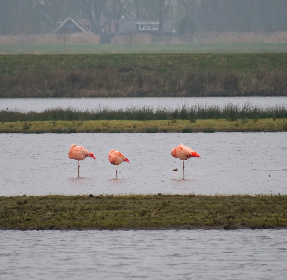 Flamingoâ€™s in slaaphouding