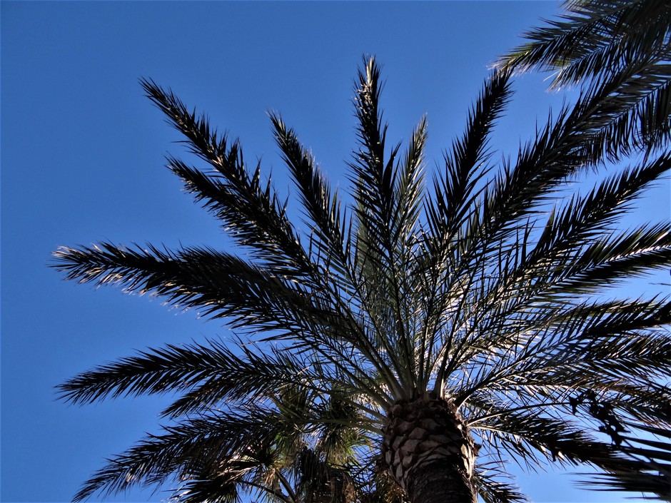 Palmboom in de volle zon