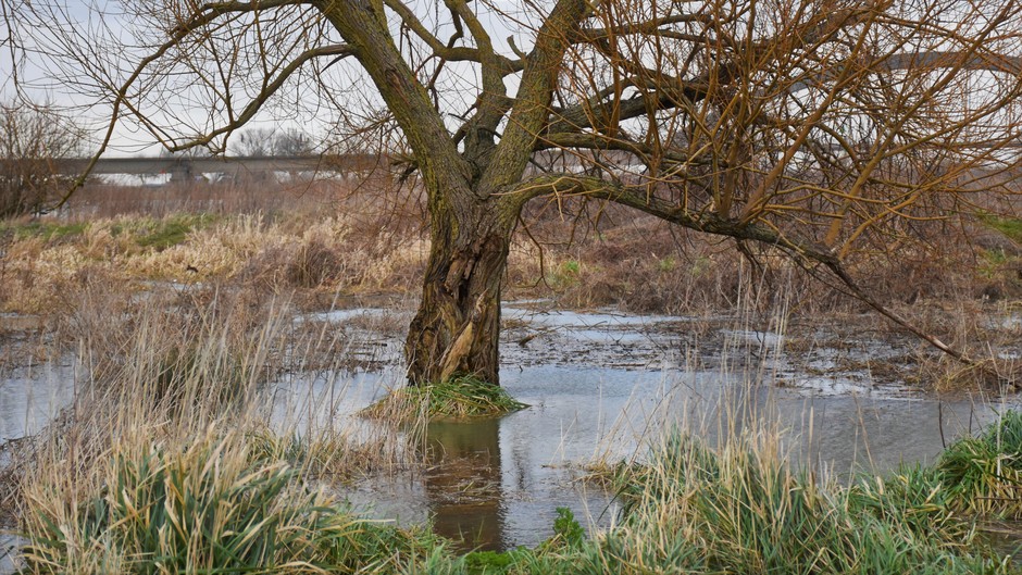 Veel bomen hebben natte voetjes in het rivierengebied. 