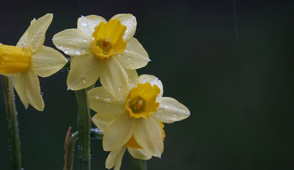 Regen en nog eens regen...kleur en fleur met de 'Kleddernatte'  Narcissen.