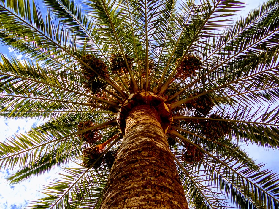 Palmboom in de zon.