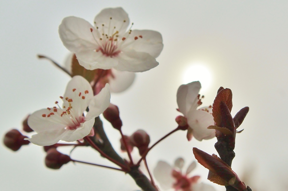 flets zonnetje met voorjaarsbloeiers