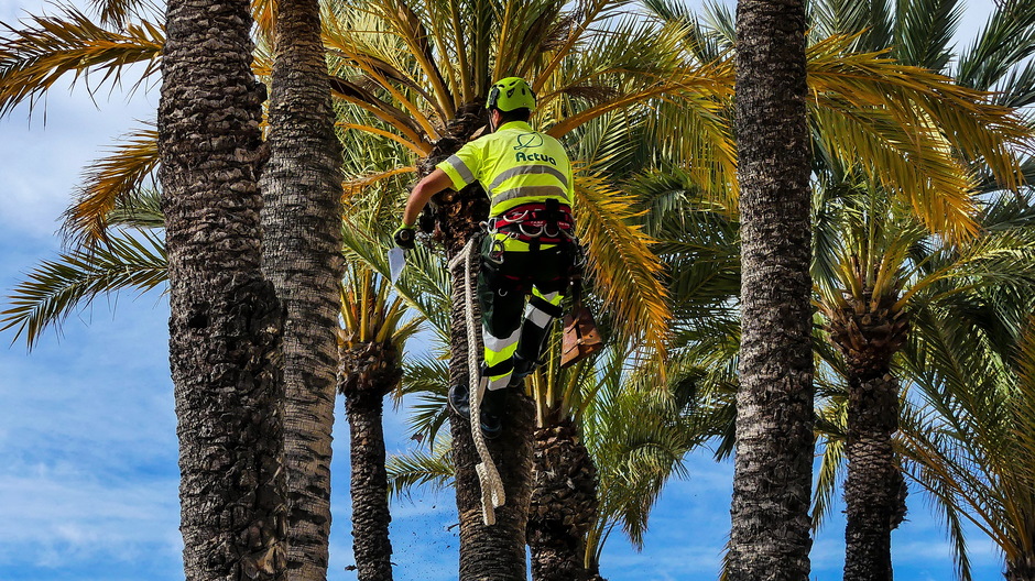 Voorjaarssnoei van palmbomen