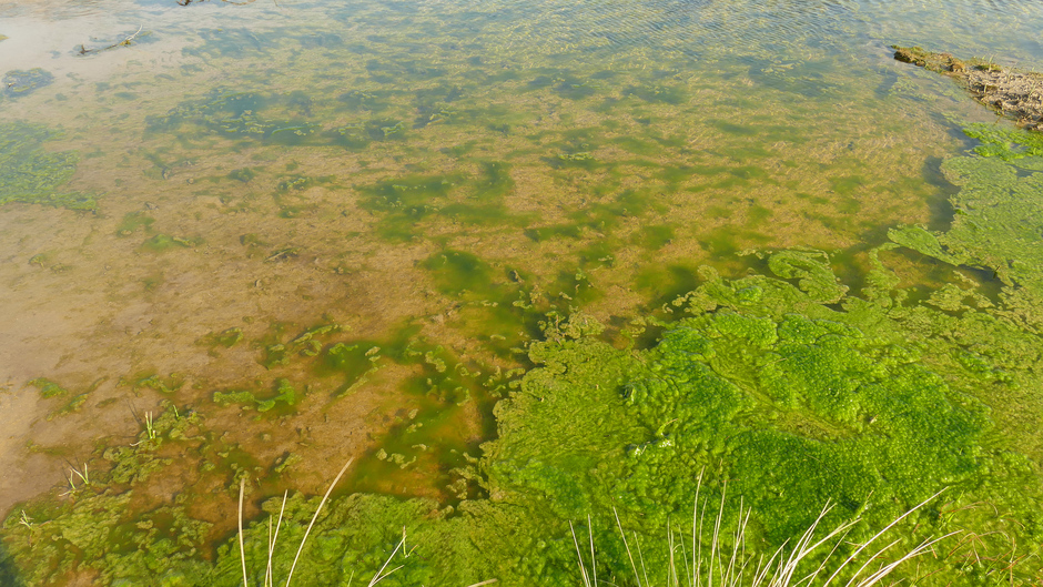 Nu al algen in de duinmeertjes in Wassenaar