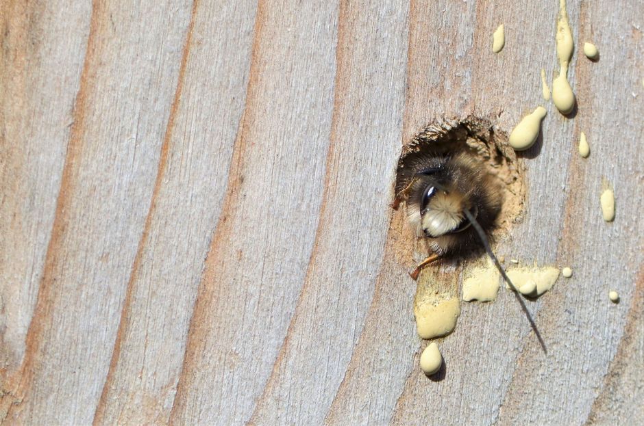 jaah Beschuit met muisjes. Mijn knuffelbijen zijn geboren. Ja knuffelbijen. Vandaag in de tuin heerlijk in de zon.