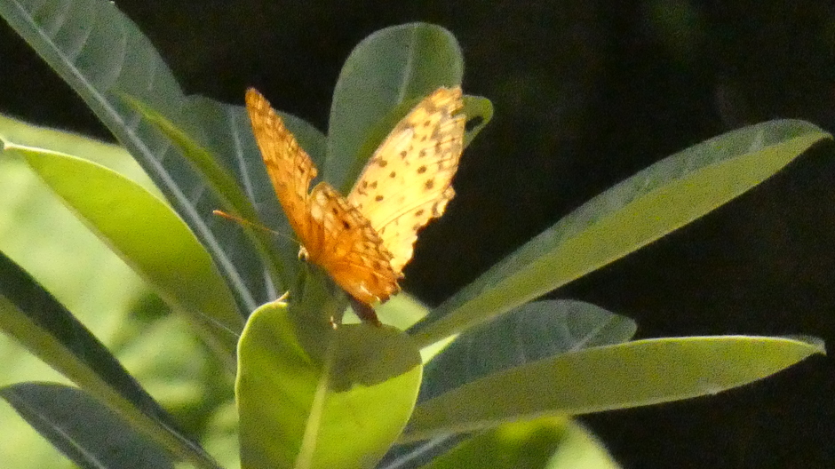 Vlinder op het blad