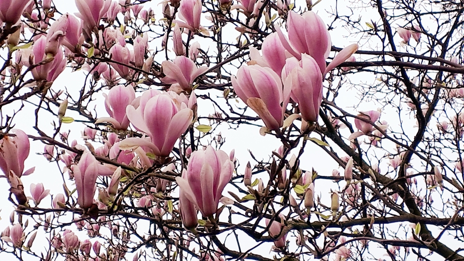 Kleurige magnolia op deze grijze dag.