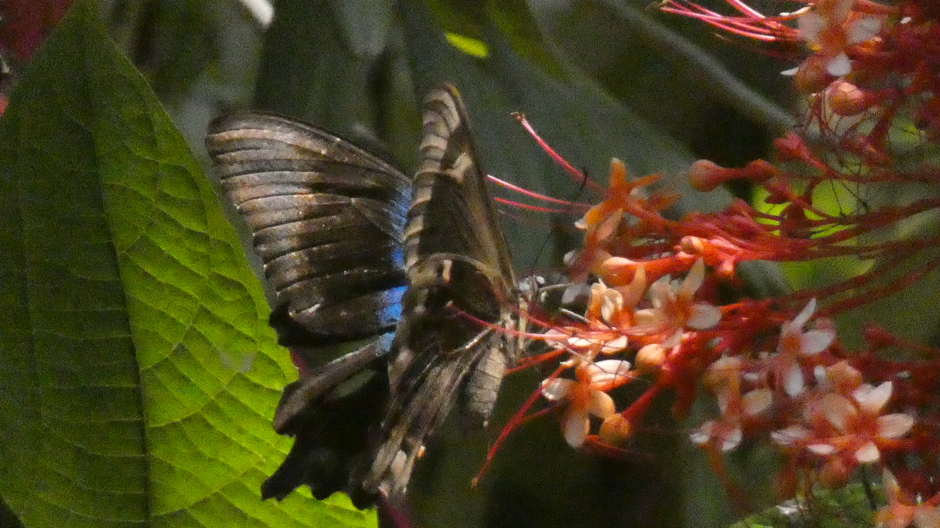 Zwart blauwe grote vlinder