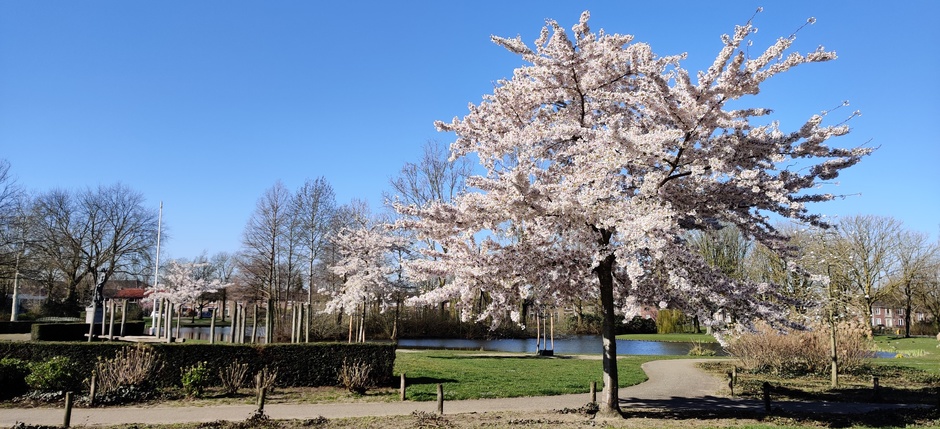 Hortensiapark Helmond 
