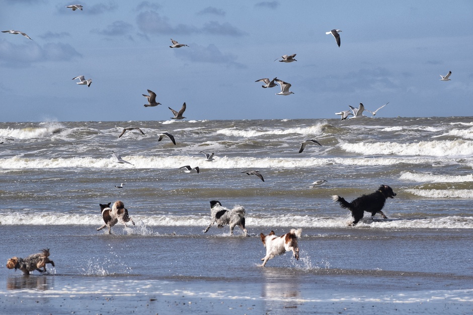 5 uitgelaten honden en hun baasje, dit was alles op het strand 15.00