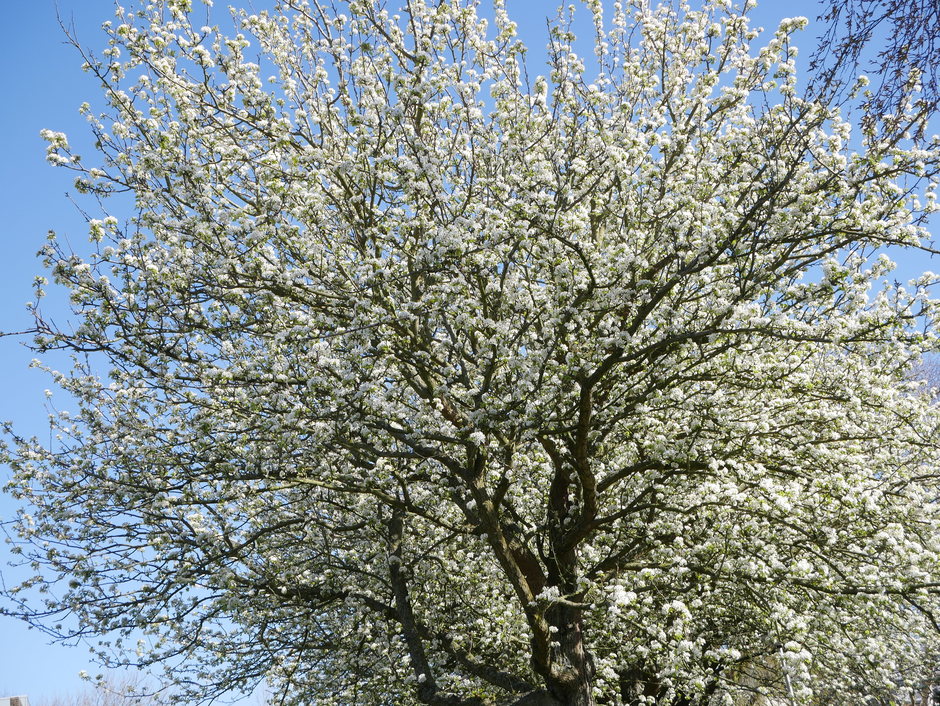 Prunus in de bloei