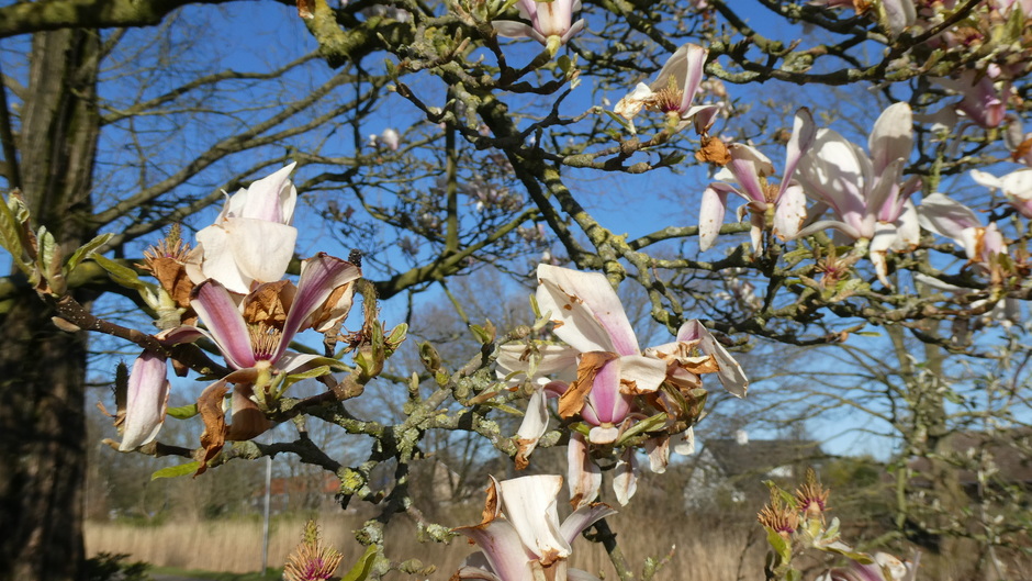 de magnolia heeft veel geleden door de vorst