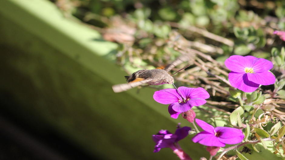 Kolibrie vlinder op terras / genieten van het zonnetje