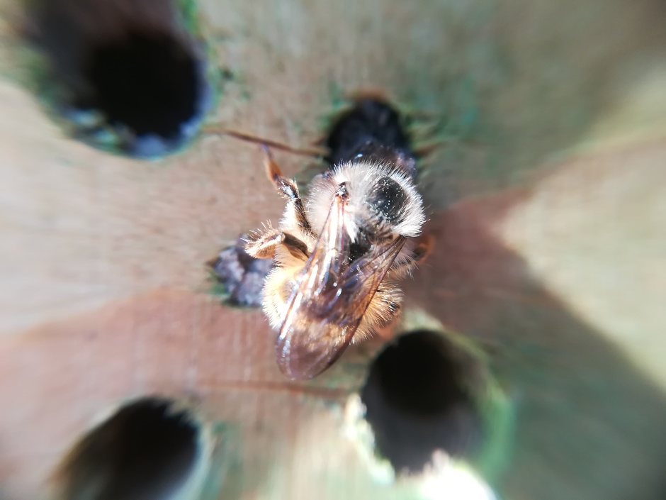 Metselbijen druk in de weer bij insectenhotel