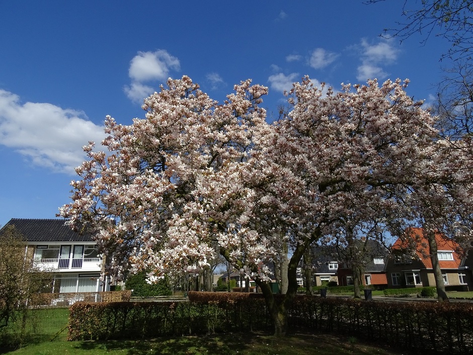 Vandaag prachtig lentedag en de magnolia bloeit