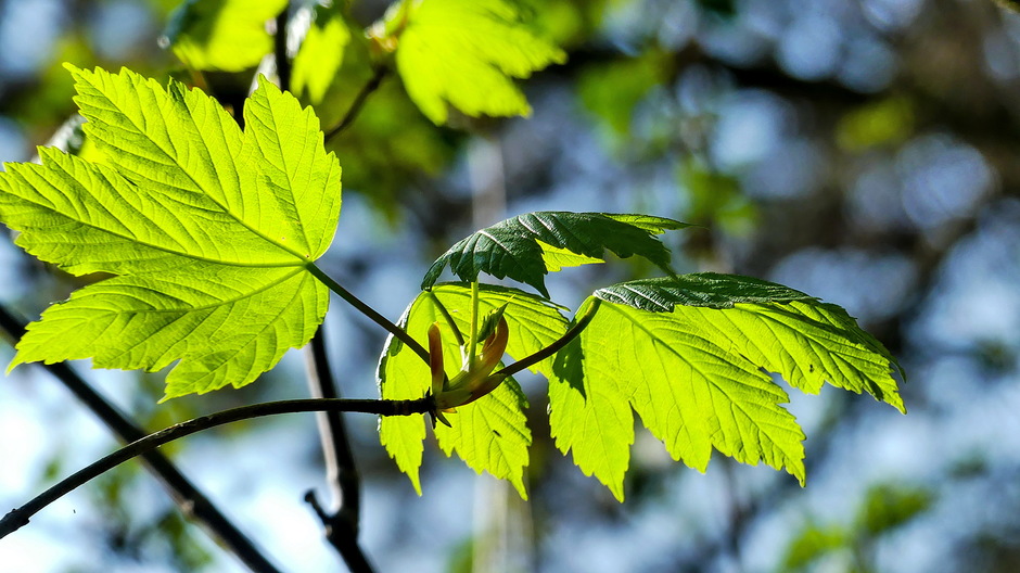 Jong groen blad in de zon Vlissingen