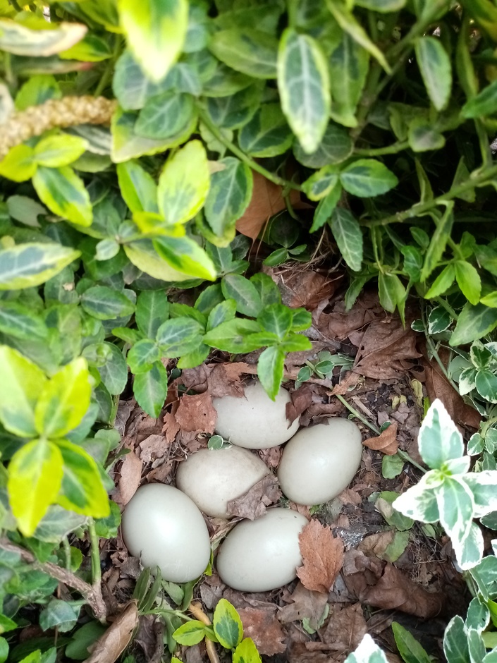 Eenden eieren
