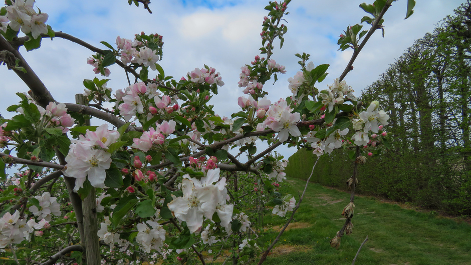 Appelboompjes in bloei
