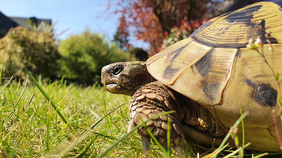 Ook schildpadden genieten van dit prachtige weer. Belfeld, 16:20, 15 April