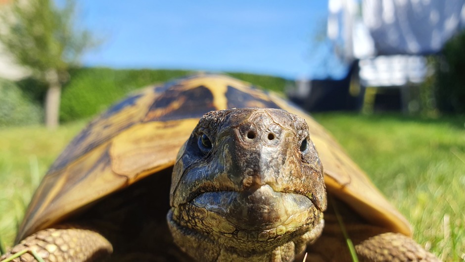 Ook schildpadden genieten van dit prachtige weer. Belfeld, 16:20, 15 April