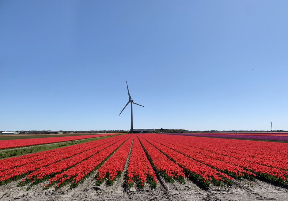 Rode tulpen in weids gebied met windmolen