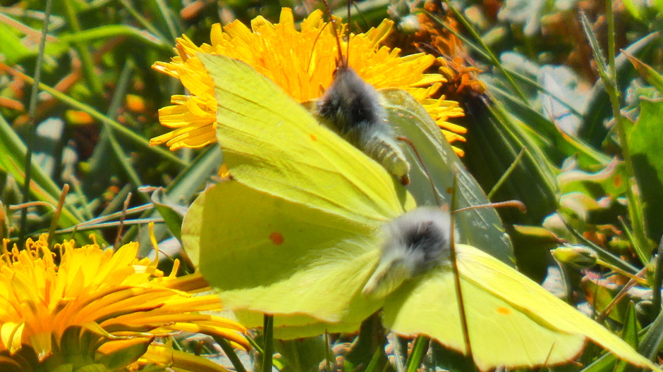 Citroen vlinders gereed voor paring