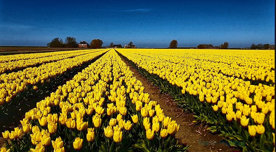 Tulpen veld in Groningen