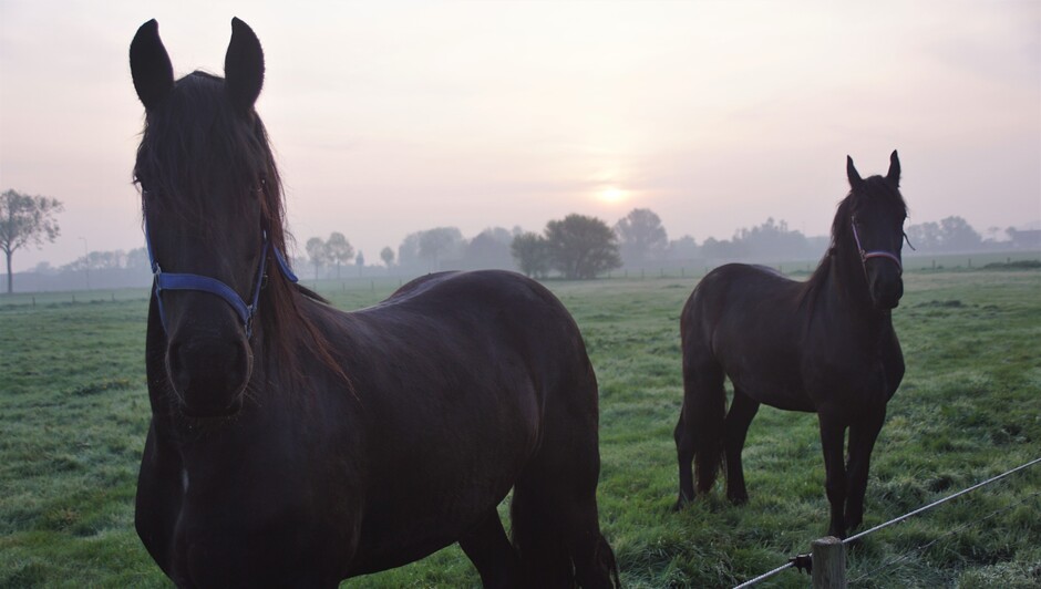 zonsopkomst en nevelig paarden in de morgenstond 
