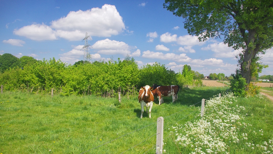 Koeien onder Brabantse wolkenlucht