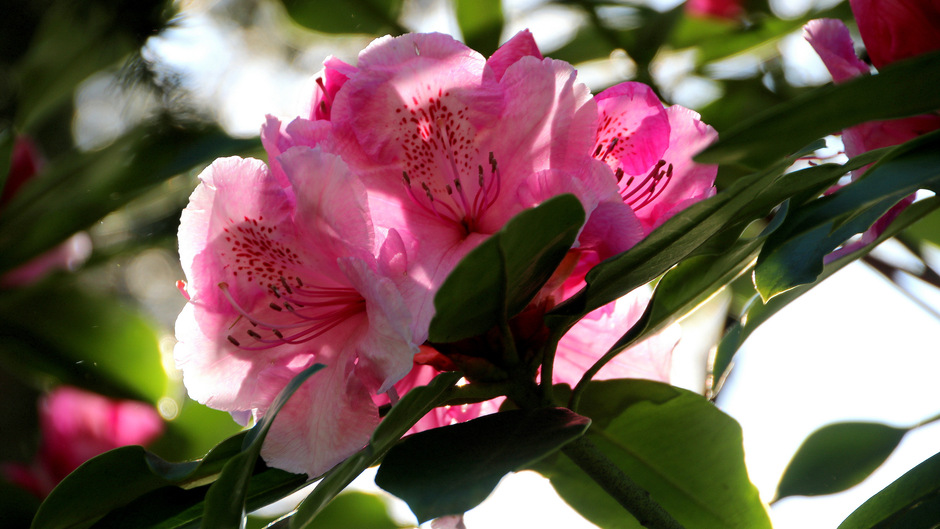 rododendron in bloei