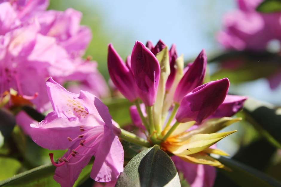Prachtig  bloeiende rododendron 