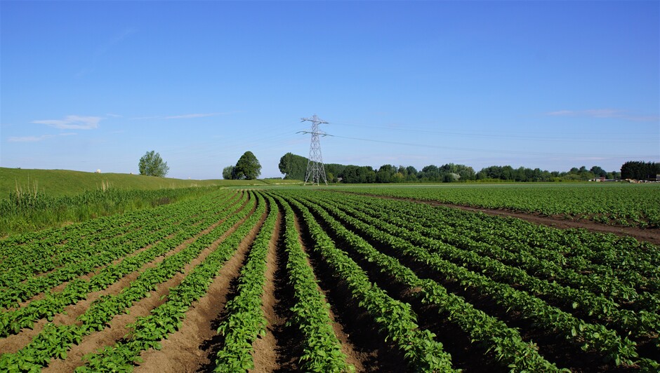 zon blauwe lucht 17 gr aardappel planten in de ruggen