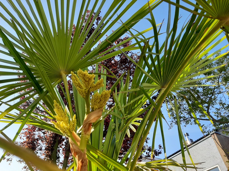 Bloeiende palmboom in de voortuin 