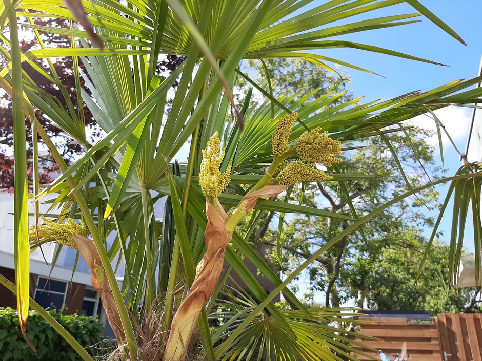 Bloeiende palmboom in de voortuin 