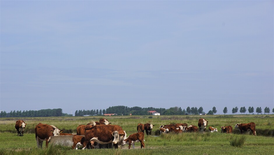 koeien en kalfjes in het natuur gebied bij Veerse-meer