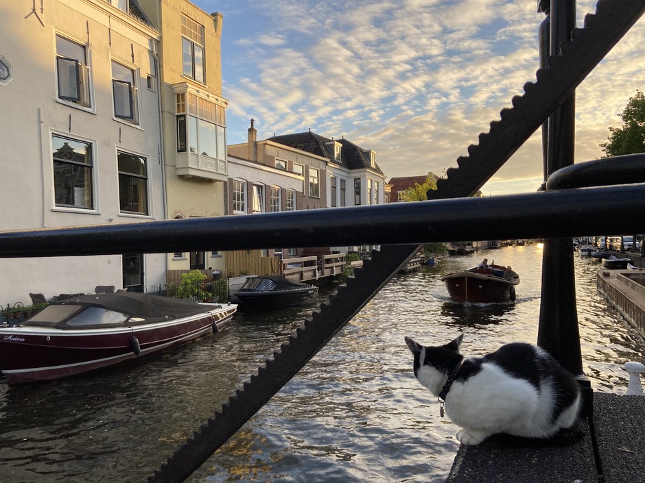 Leiden kat op brug let op de boot