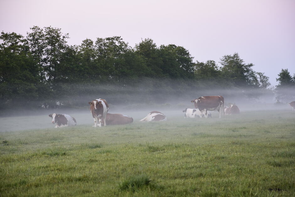 Koeien in de mist.