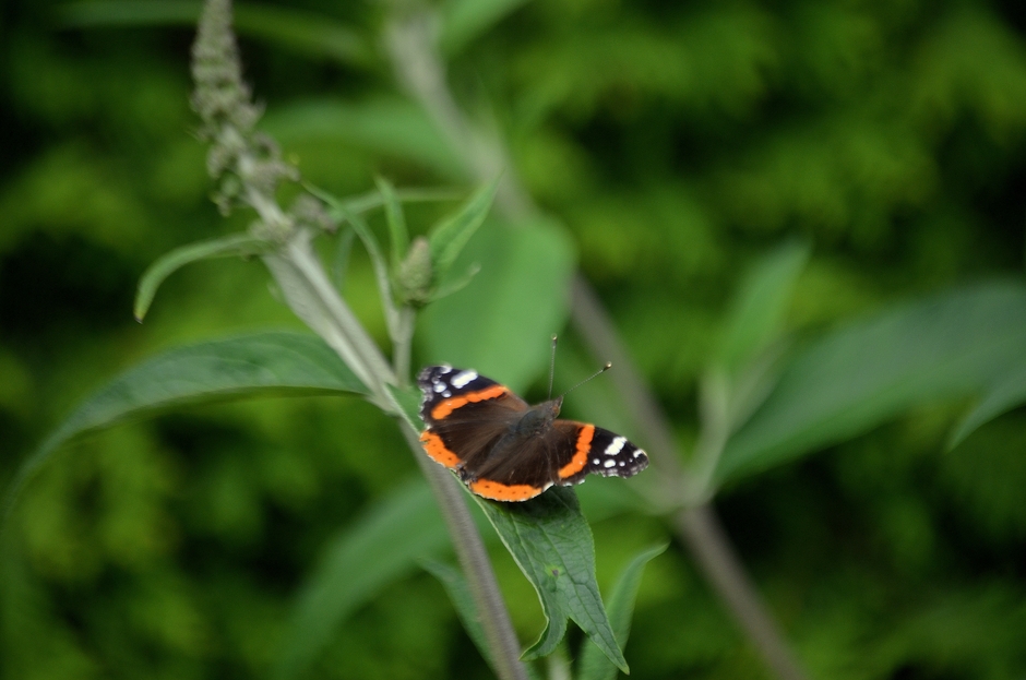 Een Atalanta vlinder in een vlinderstruik!