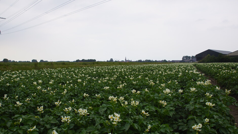 sluier bewolking 18 gr 15.18 uur aardappelplanten in bloei