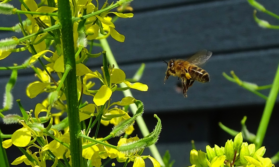 De bijen weten hier goed de weg.. op zoek naar nectar.