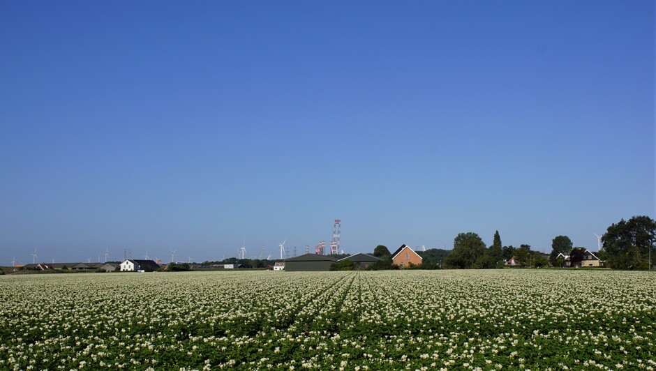 zonnig strak blauwe lucht 18 gr bloeiend aardappelveld
