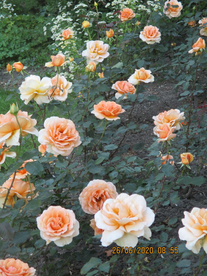 mega mooie zalm kleurige rozen een hele voor vol ervan