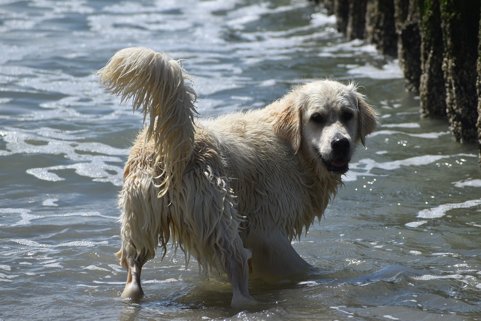 Hond in zee