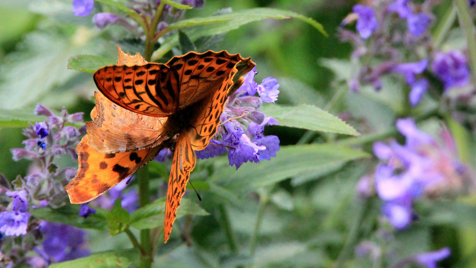 Veel vlinders in de natuur