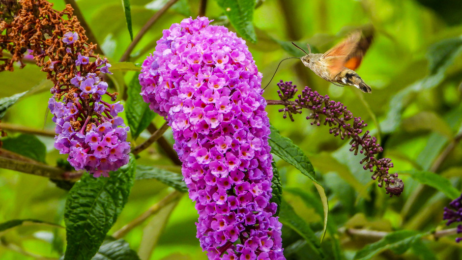 Een kolibrie vlinder in de tuin.