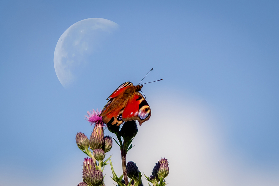 Vlinder en de ondergaande maan